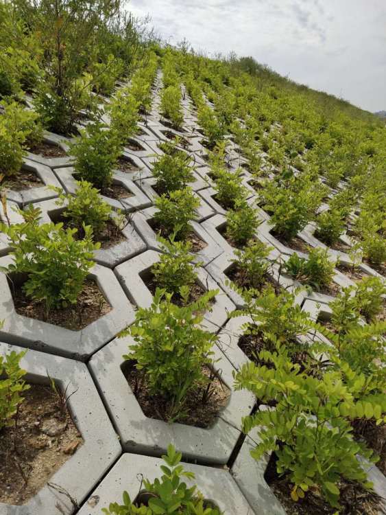 白城高铁绿化工程施工 构筑生态廊道，提升城市景观